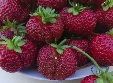 Сорта клубники богема. Сорта клубники богема. Сорта клубники богема. Земляника садовая богема. Сорта клубники богема.