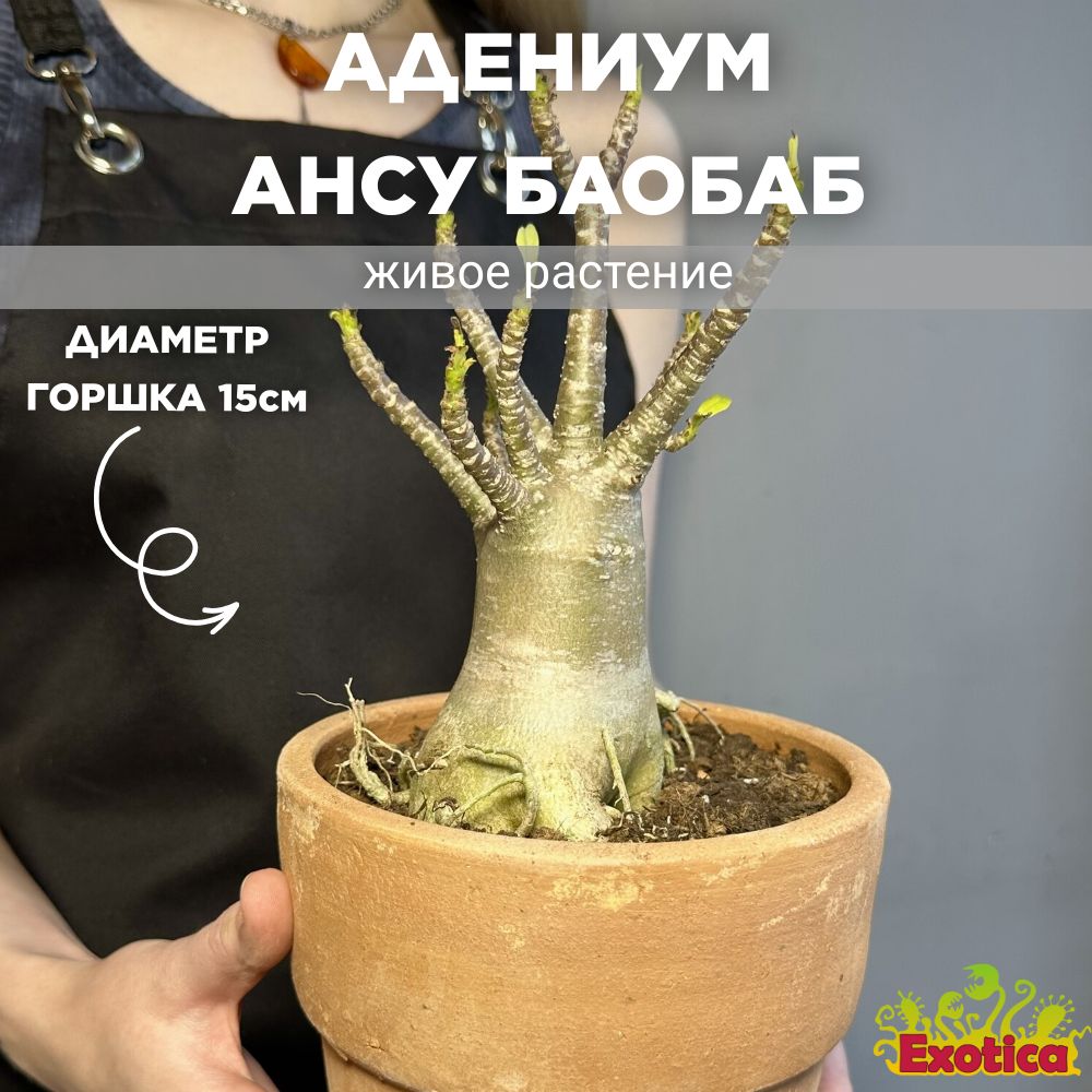 Адениум Ансу Баобаб (Adenium Ansu Baobab) D15см