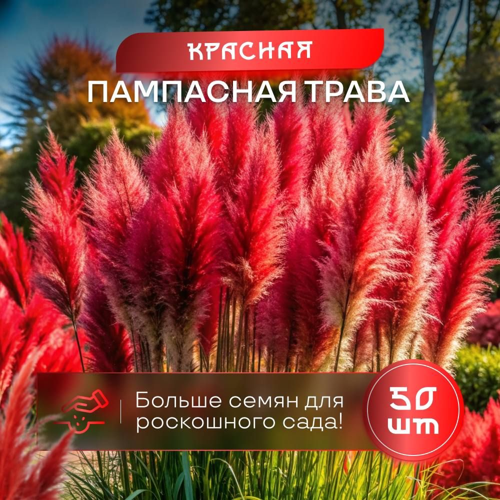 Пампаснаятравакортадериякраснаясемена50шт