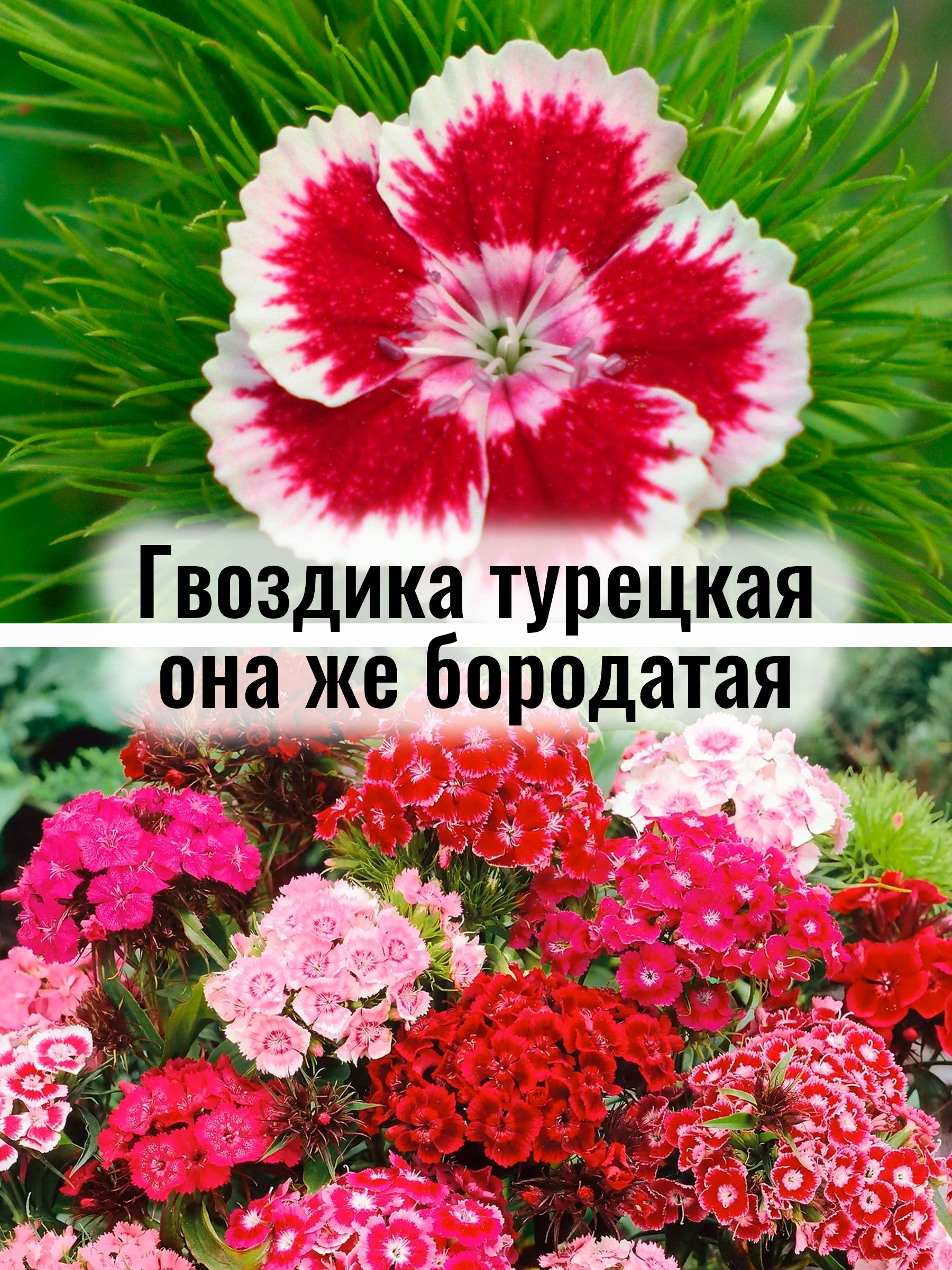 Гвоздика турецкая она же бородатая - Barbarini Red, Rose - саженец Р9