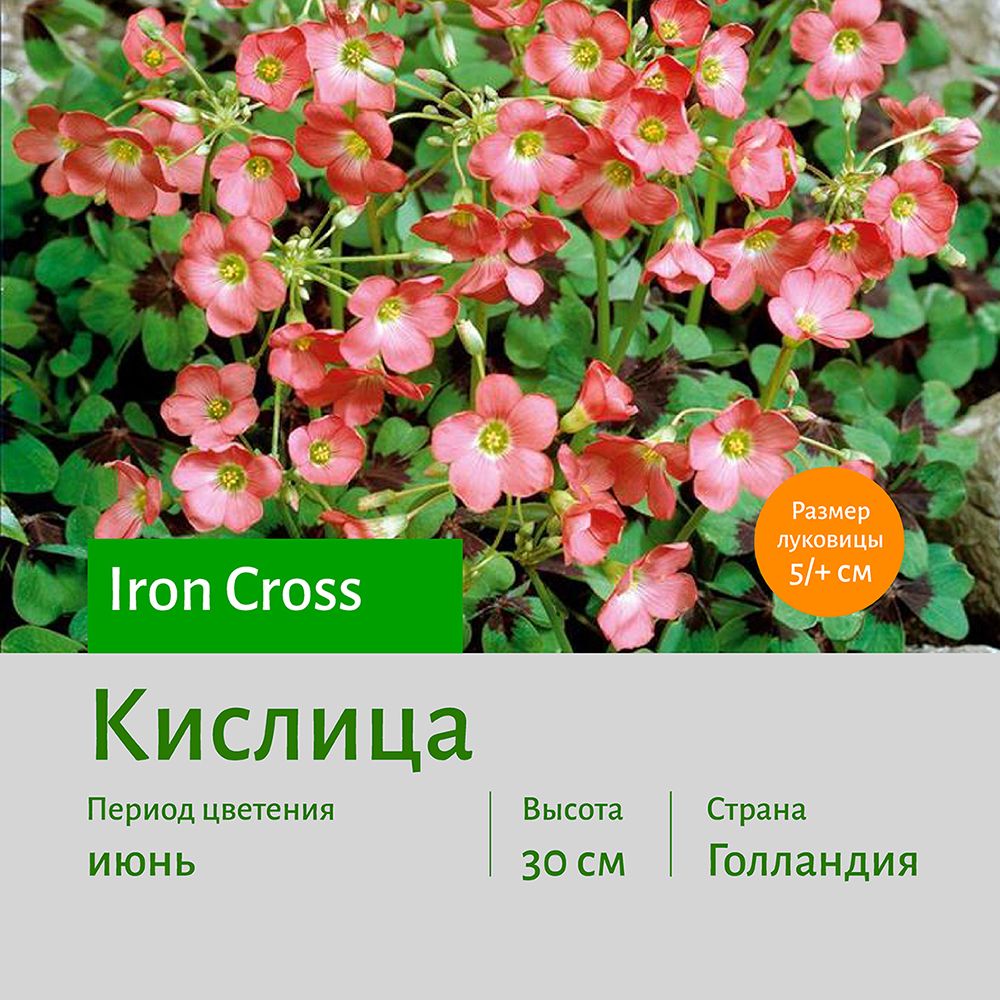 КислицаАйронКрос(Iron_Cross)10штСОТКА