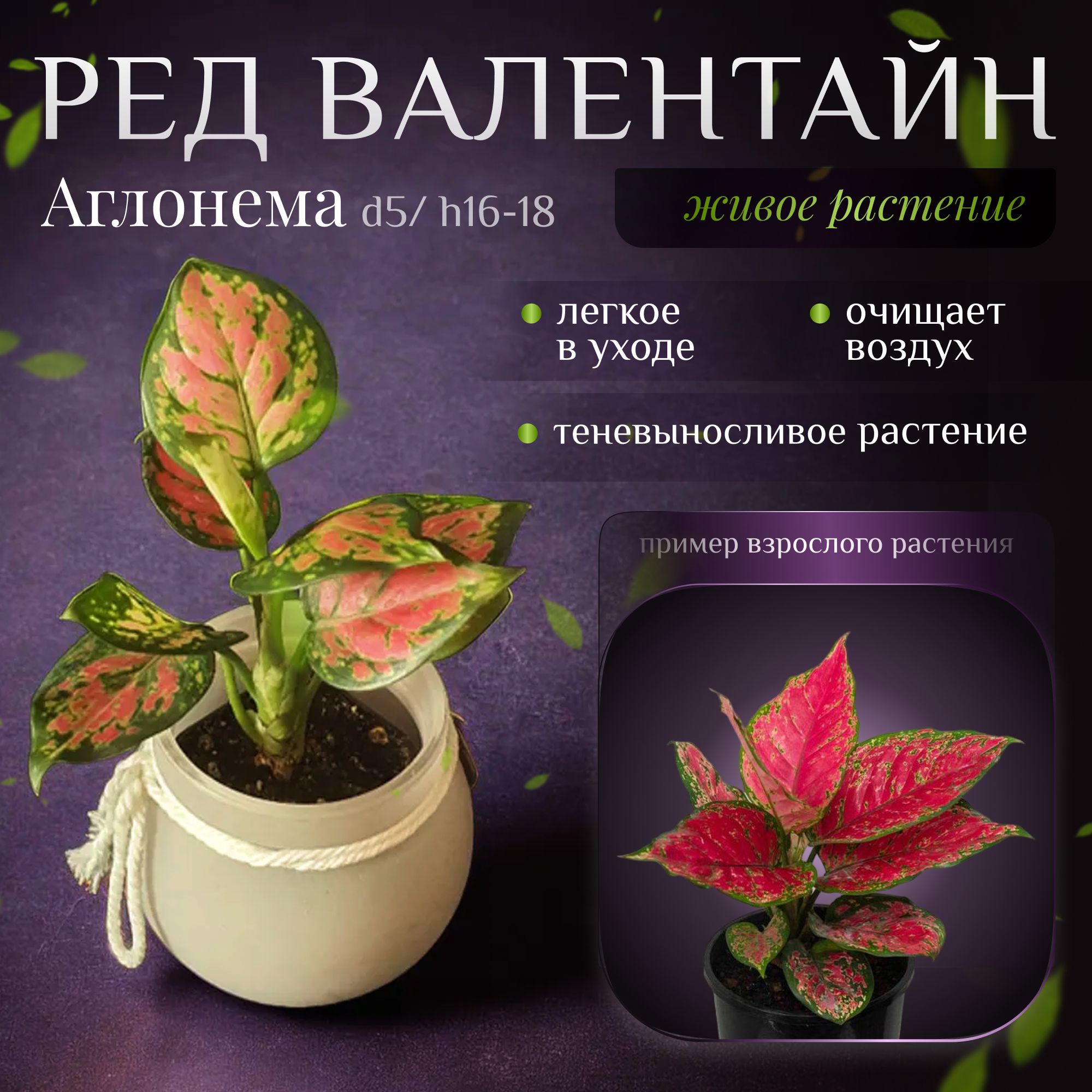 Аглаонема Леди Ред Валентайн (Aglaonema Lady Valentine Red)