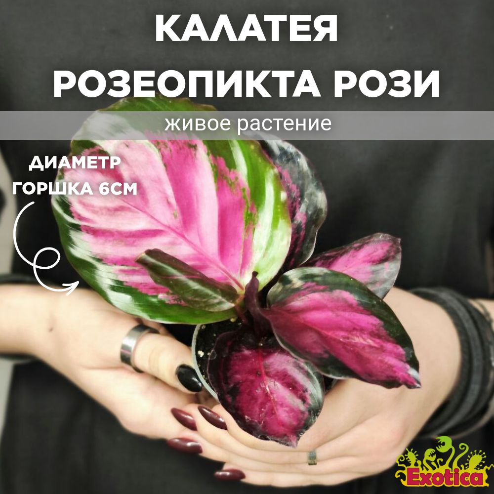 Калатея Розеопикта Рози (Calathea Roseopicta Rosy) D6см