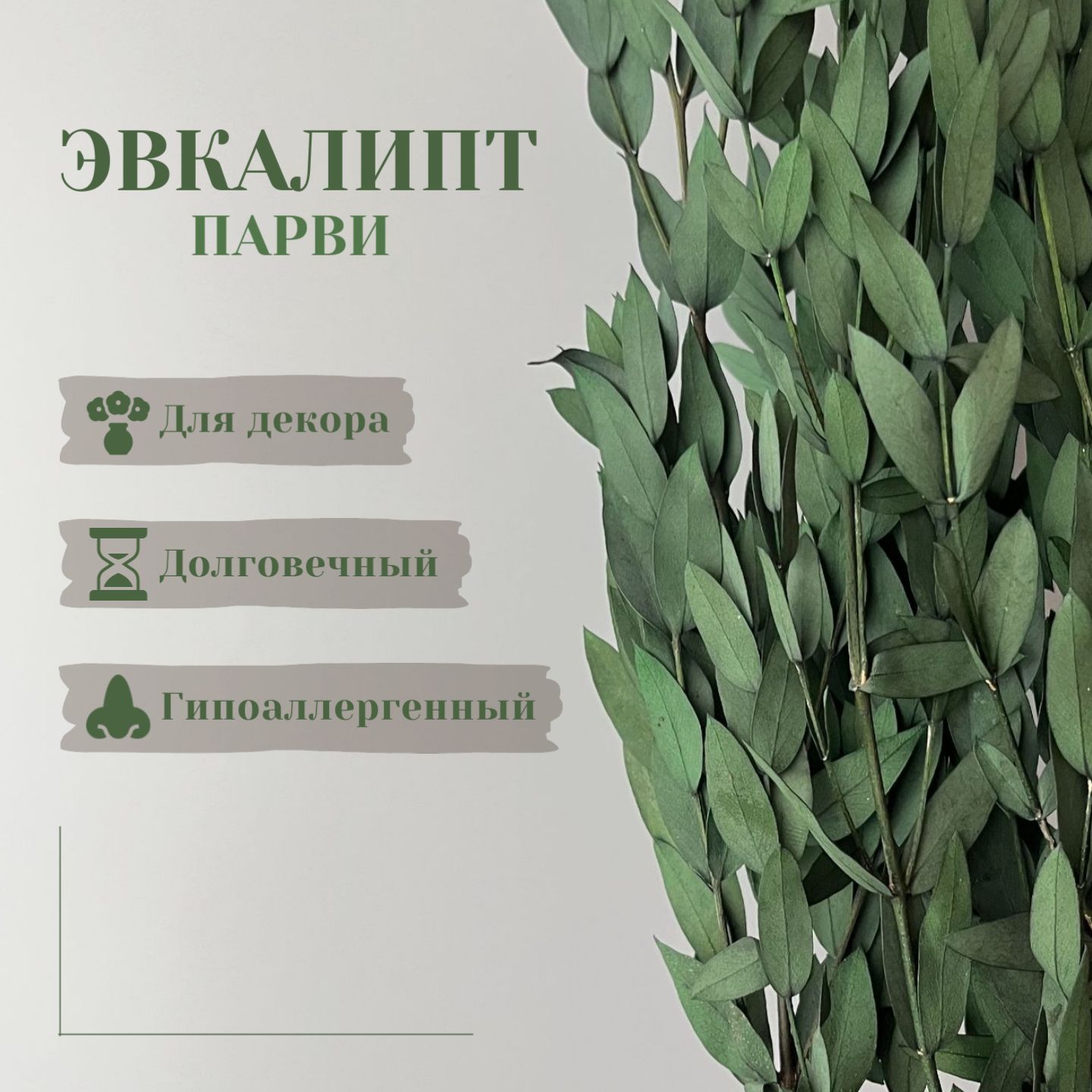 Сухоцветы Эвкалипт, 50 см, 250 гр, 1 шт