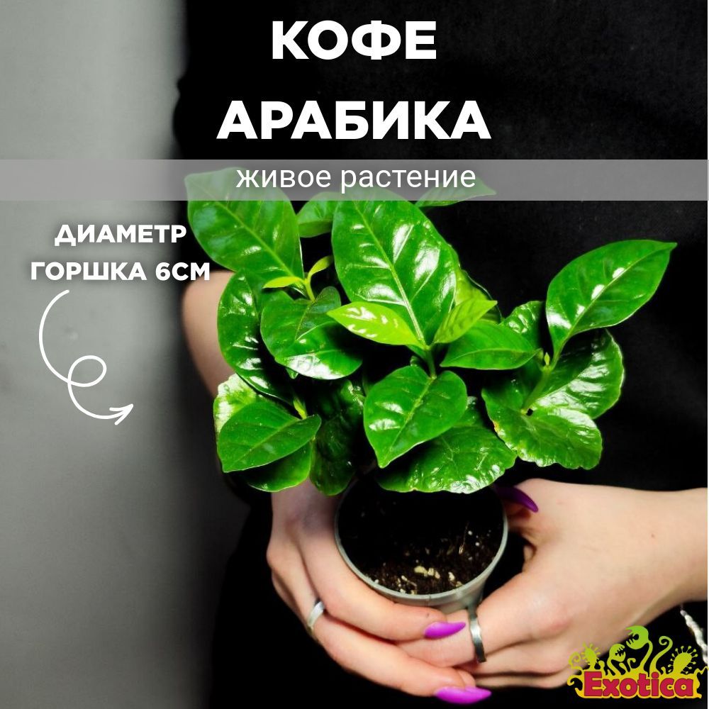 Кофейное Дерево Арабика (Coffea Arabica) D6см