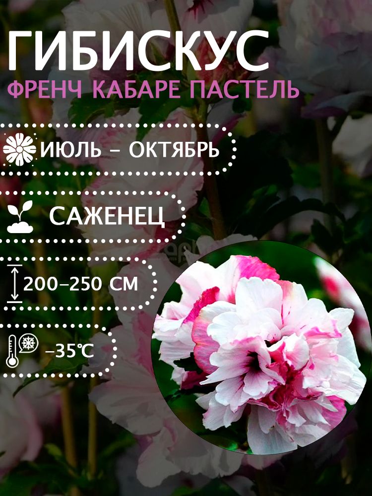 Гибискус сирийский "Френч кабаре пастель" саженец.