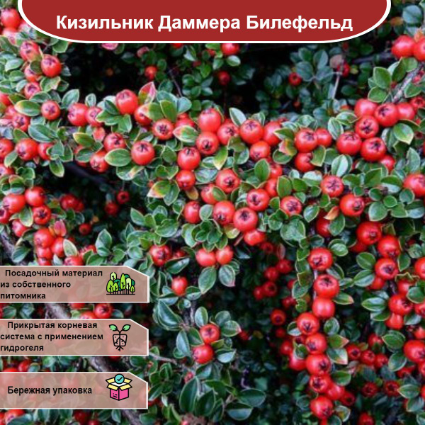 Кизильник прижатый (ковровый): купить в Москве саженцы Cotoneaster adpressus в п