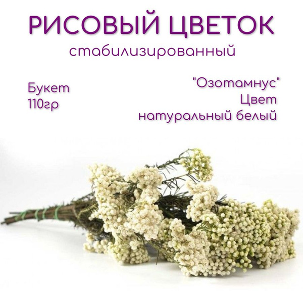 Стабилизированные цветы Verdissimo Озотамнус, 60 см, 110 гр купить по ...