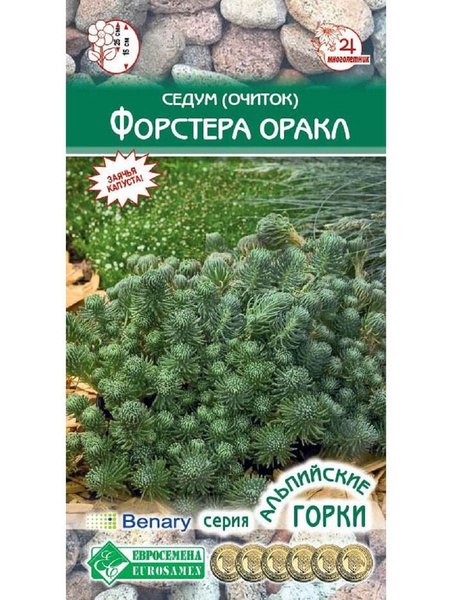 Очиток (Седум) Евросемена Очиток (Седум) - купить по выгодным ценам в ...