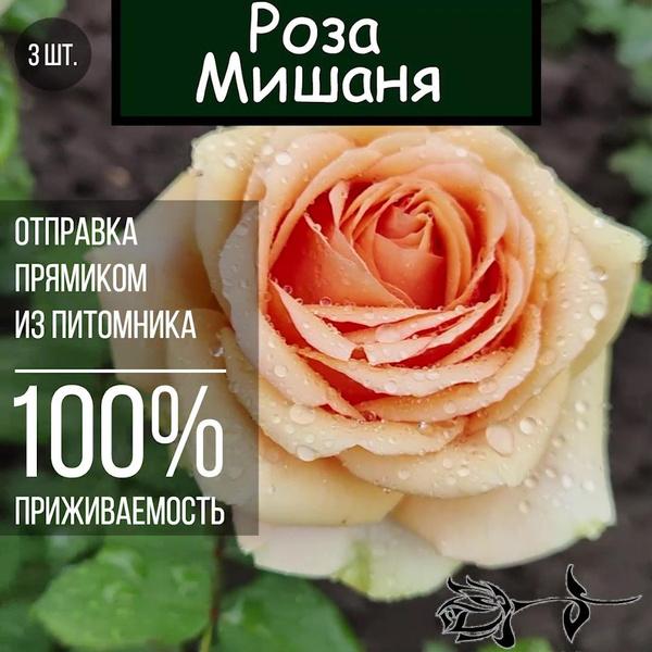 Саженец розы Мишаня 3 шт./ Чайно гибридная роза - купить с доставкой по ...