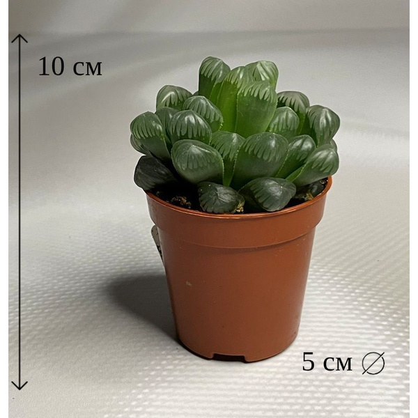 Хавортия Купера 5/10 см, 5 дм, 1 шт - купить по выгодной цене в ...