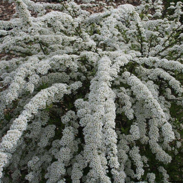 Кустарник спрей фото и описание