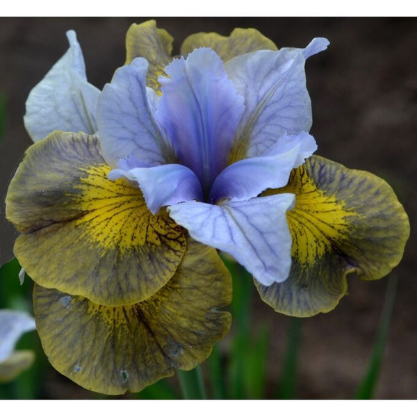 Луковицы Ирисы Калатея купить по выгодной цене в интернет-магазине OZON ...