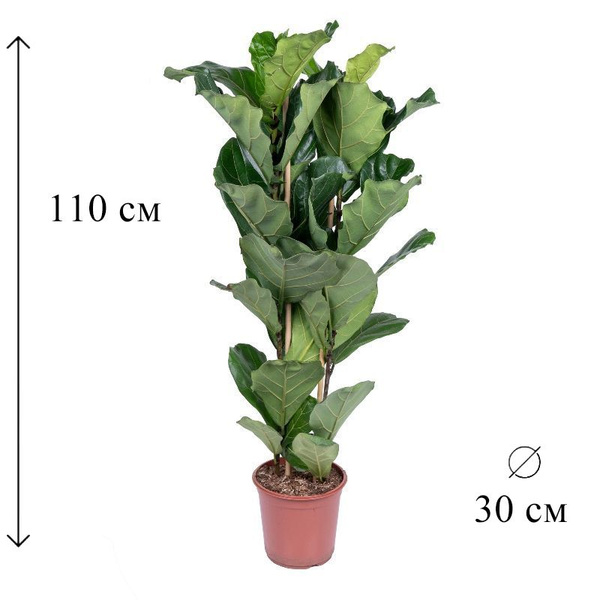 Фикус зеленый, 30 дм, 1 шт - купить по выгодной цене в интернет ...