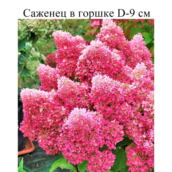 Гортензия метельчатая Петит Флори D-9 см, саженец в горшке 1 шт ...