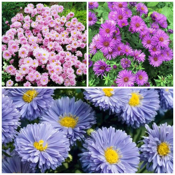 Астра, саженцы для посадки в грунт, комплект из 3 шт. купить на OZON по ...