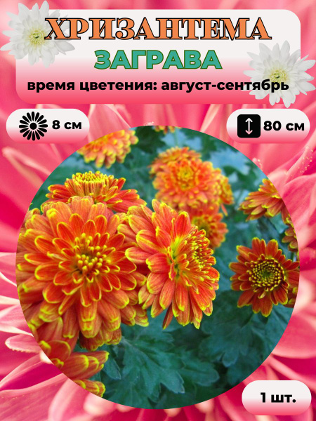 Хризантемы многолетние Magic Garden Хризантема саженец 1 шт._Заграва ...