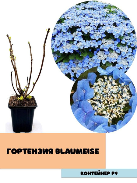 Гортензия крупнолистная Blaumeise - купить с доставкой по выгодным ...