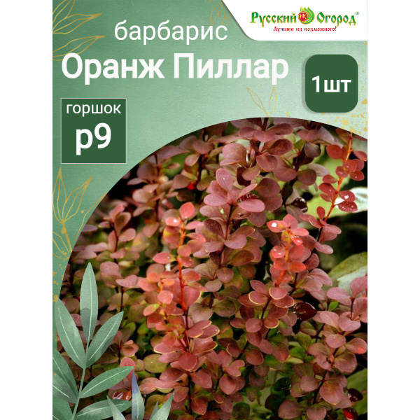 Барбарис Тунберга Оранж Пиллар - купить с доставкой по выгодным ценам в ...