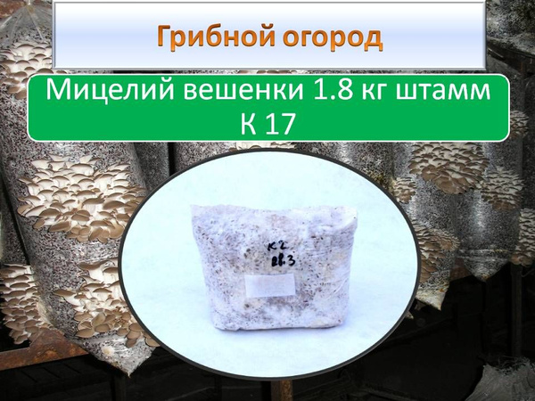 Мицелий вешенки зерновой - купить по выгодным ценам в интернет-магазине ...