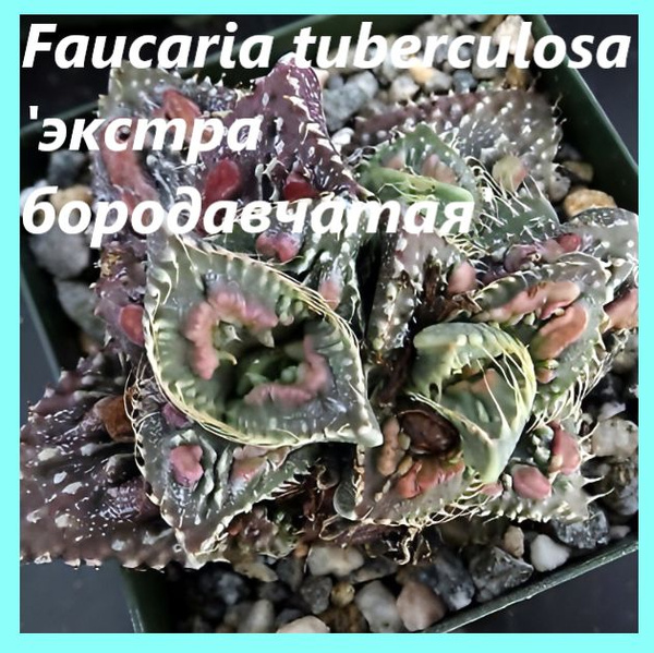 Разнообразные комнатные Литопсы микс 10 семян. - купить по выгодным ...
