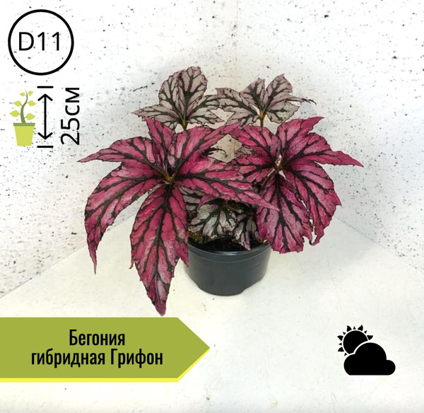 Бегония гибридная Грифон Н25см, 11 дм, 1 шт - купить по выгодной цене в ...