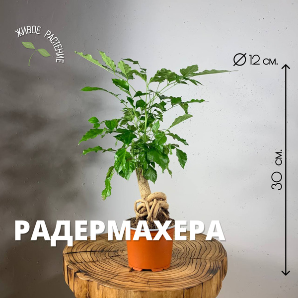 Радермахера Plants Bel House Радермахера бонсай d-12, 12 дм, 1 шт ...