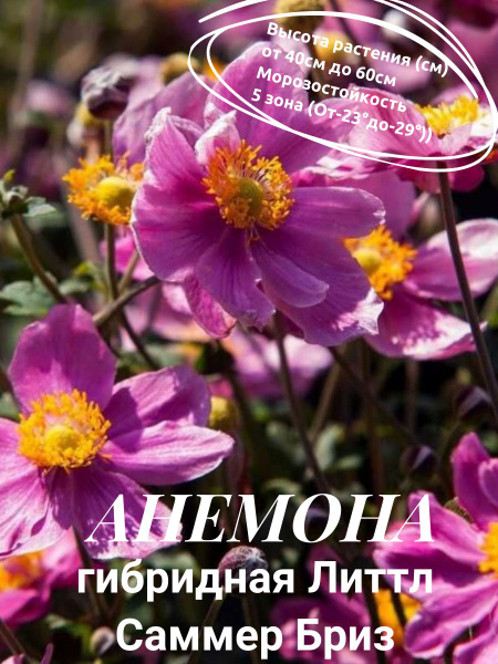 Клубни Анемона купить по выгодной цене в интернет-магазине OZON ...