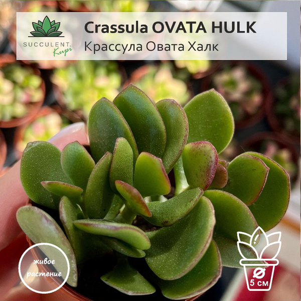 Крассула Succulent.Kupi Crassula OVATA HULK / Крассула Овата Халк, 5 дм ...