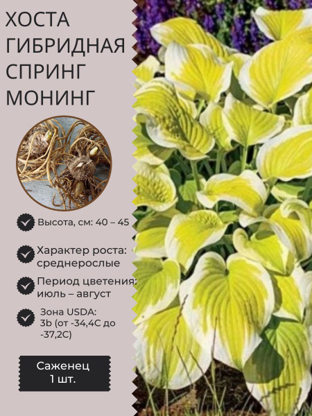 Хосты Хосточка1шт - купить по выгодным ценам в интернет-магазине OZON ...