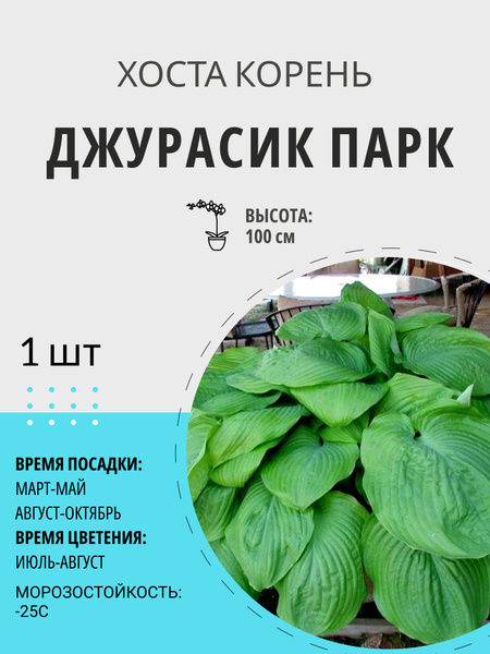 Хосты хоста1шт - купить по выгодным ценам в интернет-магазине OZON ...