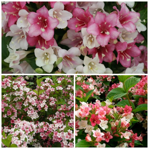 Вейгела цветущая Карнавал, саженец в горшке Р9 - купить с доставкой по ...