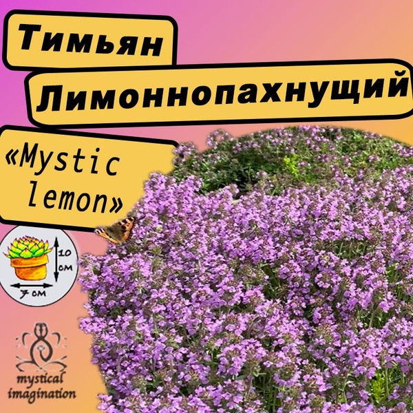 Тимьян лимоннопахнущий Мистикал Лемон - купить с доставкой по выгодным ...