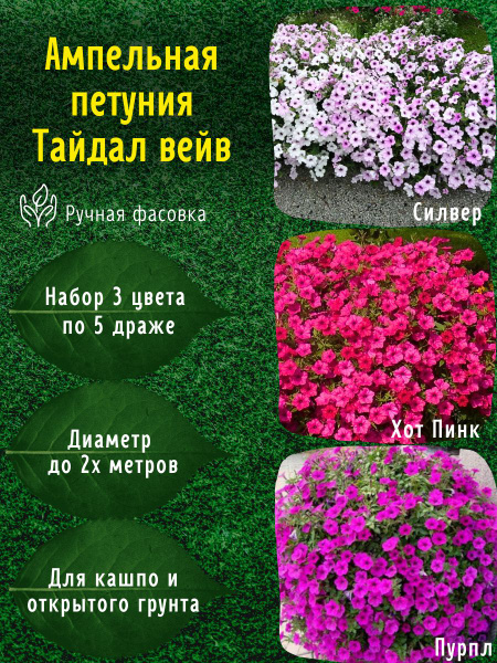 Петунии Ампельная петуния Тайдал вейв Силвер, Хот пинк, Пурпл - купить ...