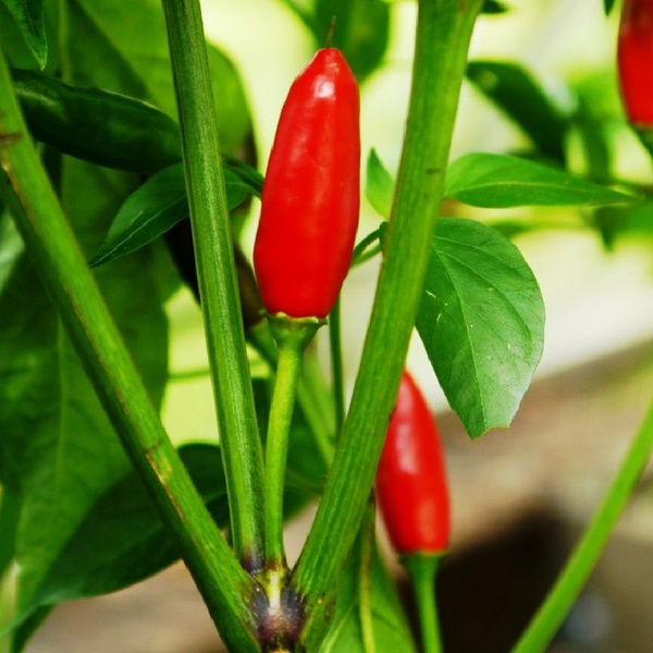 Перец острый Deodar SEEDS COMPANY Перец острый Piri Piri - купить по ...