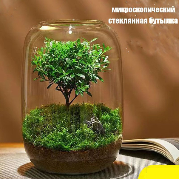 Ваза для флорариума,1шт купить на OZON по низкой цене (1872994169)