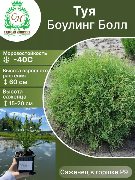 Клубни Туя Садовая Империя купить по выгодной цене в интернет-магазине ...
