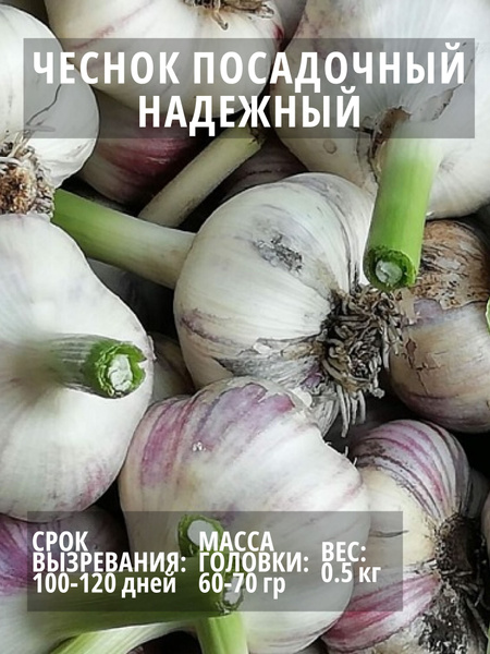 Чеснок чеснок - купить по выгодным ценам в интернет-магазине OZON ...