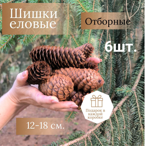 Шишки еловые для поделок и творчества, большие 12-18 см, в наборе 6шт ...