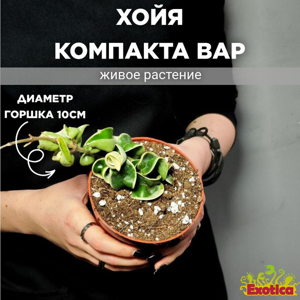 Хойя Компакта Вариегатная (Hoya Carnosa Compacta Variegata) D10см ...