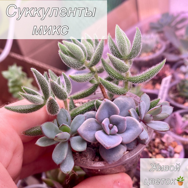 Суккуленты микс 2 купить на OZON по низкой цене (1680137345)
