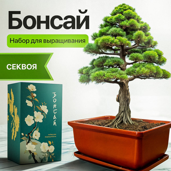 Бонсай набор для выращивания растений Секвойя купить на OZON по низкой ...