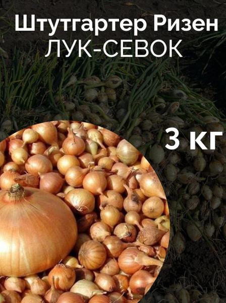 Лук севок на посадку Штутгартер Ризен купить на OZON по низкой цене ...