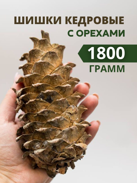 Шишки кедровые с орехами дальневосточный кедр отборный крупный 1800 ...