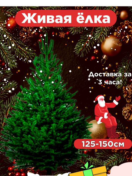 Живая елка/настоящая ель купить на OZON по низкой цене (1773915915)