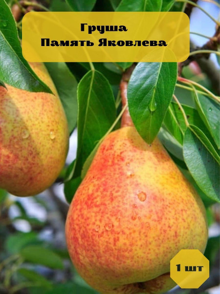 Груша Память Яковлева Саженец плодовых деревьев купить на OZON по ...