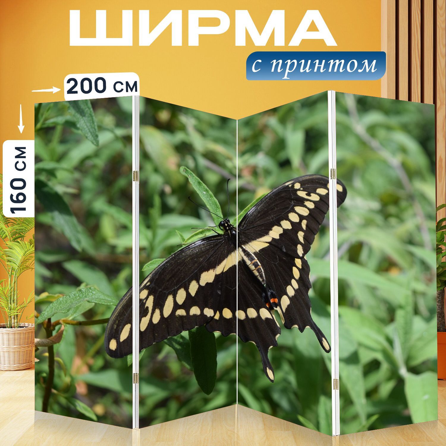 Ласточкин хвост бабочка