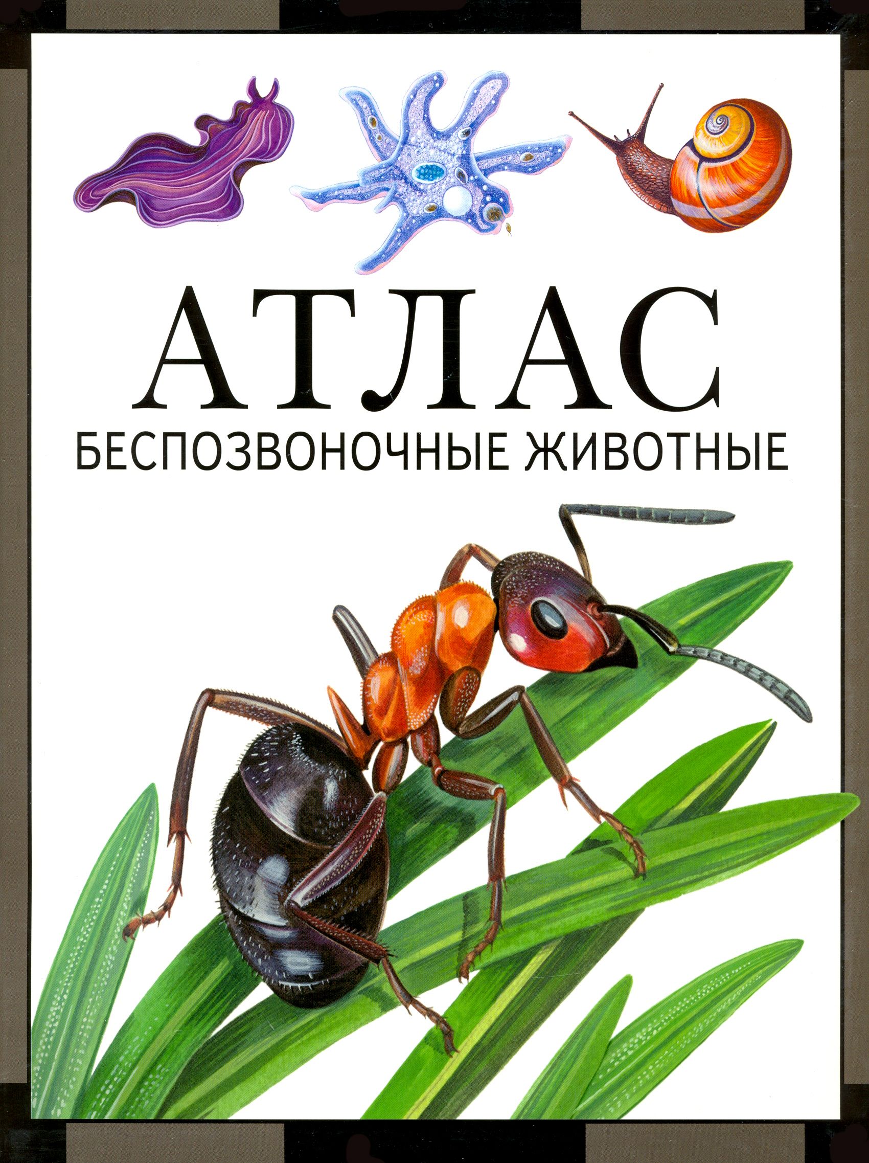 Атлас. Беспозвоночные животные | Козлов Михаил Алексеевич, Дольник Виктор Рафаэльевич