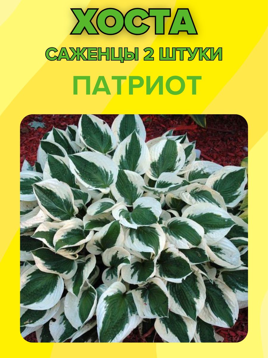 Саженцы Хост Купить В Леруа Мерлен Калуга