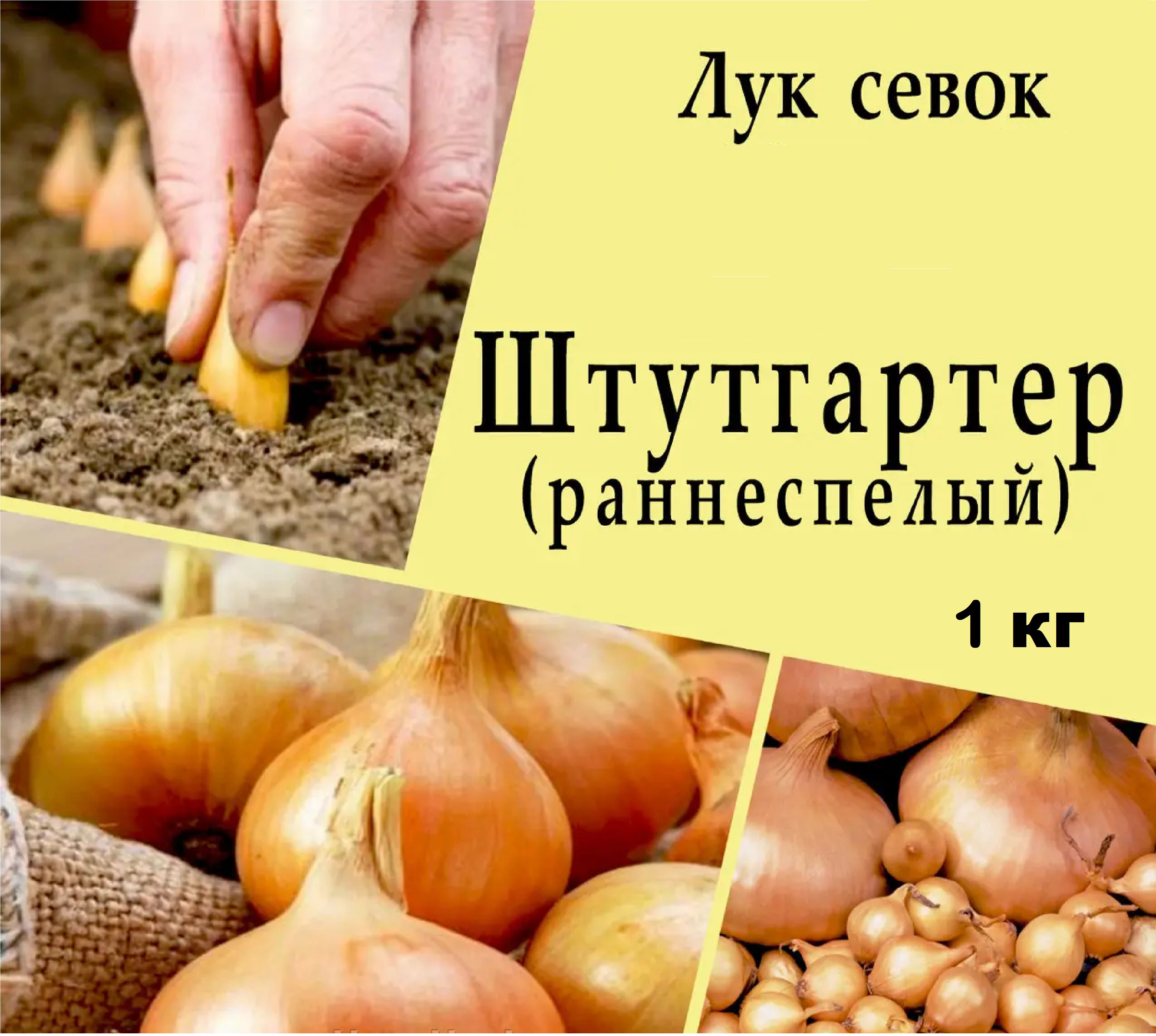 Лук Штутгартер Купить Оптом